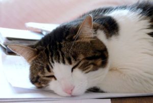 cat-2042089_preview